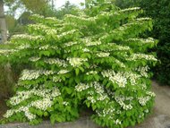 Viburnum_plicatum_shrub