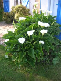 Zantedeschia_touffe1