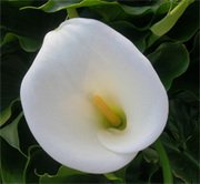 Zantedeschia_vue_dessus