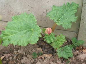 Rhubarberheum_raponticum Rhubarberheum_raponticum